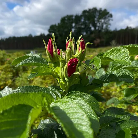 Rozana Zagroda Osiek (Pomerania)