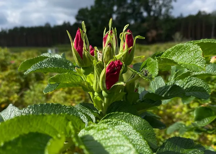Rozana Zagroda Osiek (Pomerania)